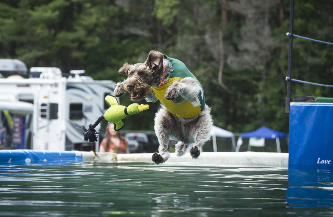 062215-nws-woofstock01.jpg